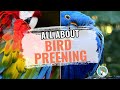 What You Need To Know About Bird Preening