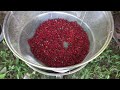 harvesting and processing sumac drupes