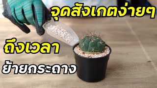 How To Repot a Cactus for Beginners  [Cactus Care Tips]