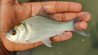 শীতকালে পুকুরে জাল টান দেওয়া যাবে কিনা,