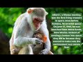 Funny creatures - Monkeys Never Domesticate a Monkey! 3 Minutes To Learn Something New About Them!