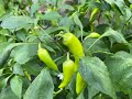 600￼ hungarian peppers in five planters