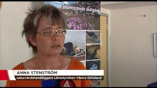 Jättebjörnlokan - ett jätteproblem för många - Nyheterna (TV4)