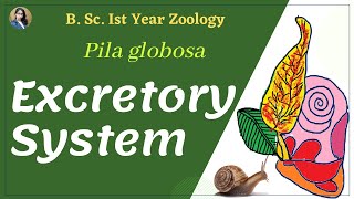 Excretory system of Pila globosa || B. Sc. Ist year || Zoology