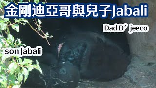 金剛迪亞哥與兒子Jabali在洞穴-Gorilla D'jeeco and son Jabali inside the cave