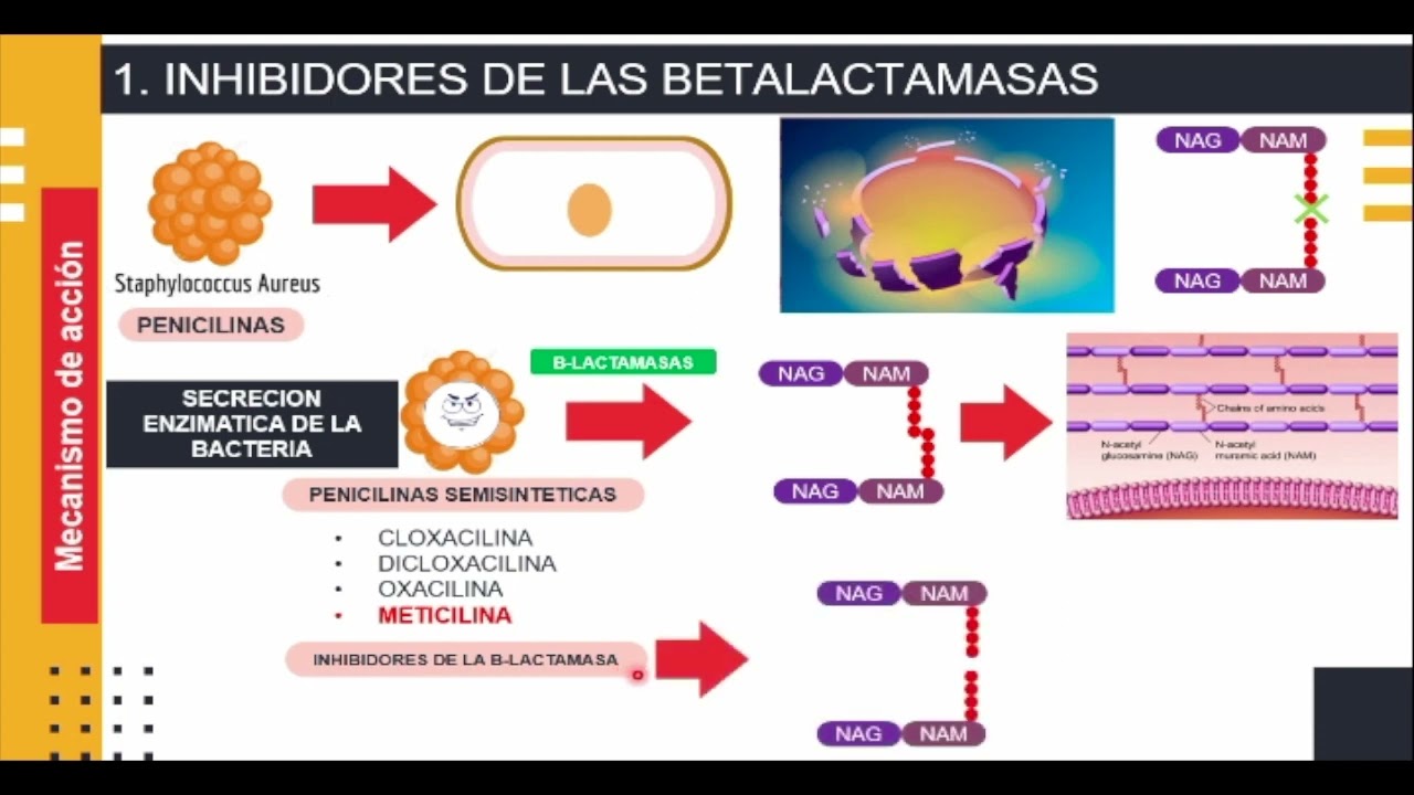 INHIBIDORES DE LAS BETALACTAMASAS - YouTube