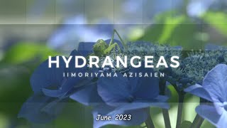 2023  HYDRANGEAS｜木漏れ日の紫陽花｜飯森山公園あじさい園｜酒田市｜山形県