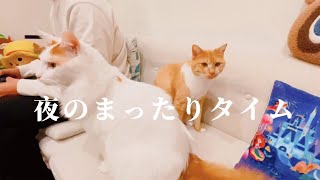 〔猫〕ソファに全員集合