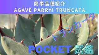 Agave parryi truncata（トランカータ）の品種紹介、大人気品種