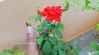 ஒரே ரோஸ் செடியில் அதிக மொட்டுக்கள் மற்றும் பூக்கள் 🌹🌿🌿