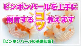 ピンポンパールを上手に飼育するコツを教えます！【ピンポンパールの基礎知識】