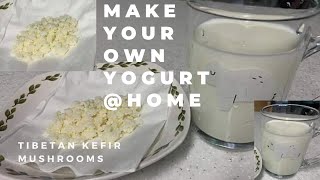 How to Make Healthy Yogurt at Home By Tibetan Mushroom “Kefir” The Miracle Medicine