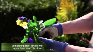 Creating spring containers with pansies and violas