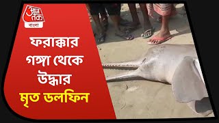 Farakka Dolphin | ফরাক্কার গঙ্গায় মৃত ডলফিন, ময়নাতদন্তের পরই জানা যাবে মৃত্যুর কারন, জানাল বনদফতর