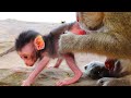 Million love cute baby monkey