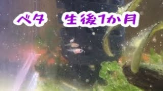 【アクアリウム】ベタ繁殖！孵化1か月経過