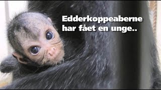 Edderkoppeabeunge