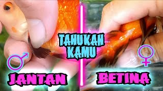 CARA MUDAH MEMBEDAKAN IKAN KOKI JANTAN DAN BETINA ‼️how to distinguish the sex of goldfish ‼️