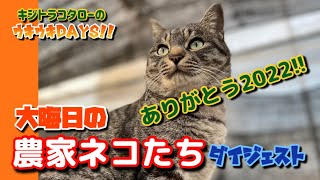 【大晦日の農家ネコたち】2022年ありがとうございます🙇‍♂️