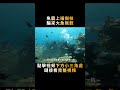 漁民在魚籠上插樹枝冒充珊瑚，把大魚騙得團團轉，一小時收獲上萬 shorts