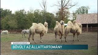 Bővült az állattartomány – Erdélyi Magyar Televízió