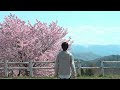 【日本旅遊】弘前公園櫻花散落｜櫻吹雪｜青森縣｜2024｜4k hdr