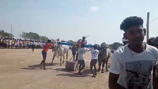 Ongole bulls race in palthur village m.nagayya gari bulls p.r. palli