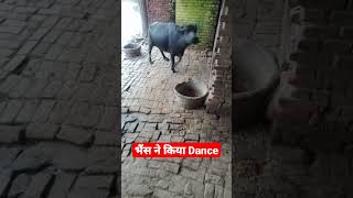 भैंस ने किया Dance Video Status #shorts #dance #shortsvideo