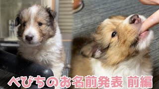 【シェルティ】べびちのお名前発表🐾【前編】