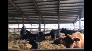 Virtual Field Trip to an Ohio Beef Farm - Erin Stickel - 10/19/18 - 10:30 a.m.