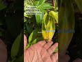 ഇല നോക്കി ജാതകം പറയാം.. orchids plantstories gardening floweringplant orchidseller