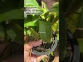 ഇല നോക്കി ജാതകം പറയാം.. orchids plantstories gardening floweringplant orchidseller