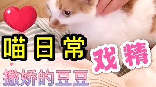 【喵日常】一只会撒娇卖萌的戏精猫