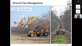 Ensuring almond pollination