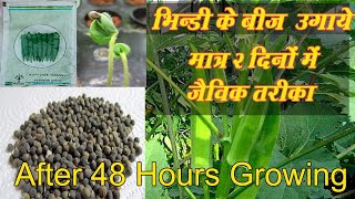 भिंडी को घर पर कैसे उगाए मात्र २ दिन में | how to grow ladyfinger in 2 days | bhindi ugaye ghar me