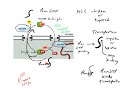 bio3050_nuclear import and export