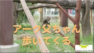 アーク父ちゃん歩いてくる