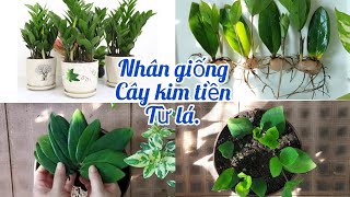 BẤT NGỜ VỚI CÁCH NHÂN GIỐNG CÂY KIM TIỀN TỪ LÁ \u0026 Ý NGHĨA ĐẶC BIỆT KHI TRỒNG CHẬU CÂY TRONG NHÀ.