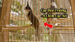 14.2 - Cọp Đấu Trường Combo Cả Lồng / 8 Chim Siêu Nét Chia AE Thi Luôn Và Chim Sạch Về Đào Tạo