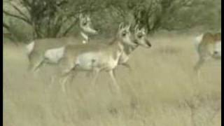 Pronghorn Antelope