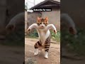 Nyansapu Dance 😂😂 #anime #funny #ai #cat #catlover #shorts @AishwaNahlaOfficial