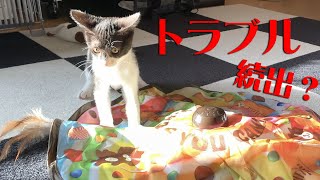 猫用自動おもちゃ「キャッチ・ミー・イフ・ユー・キャン2」を買ってみました！