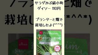 【100均種子栽培】サラダかぶ絹小町で栽培したら/#ダイソー/#プランター