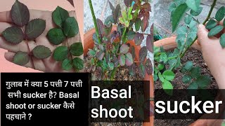 गुलाब में क्या 5 पत्ती 7 पत्ती सभी sucker है // Basal shoot  or  sucker  को कैसे पहचाने #ydgardening