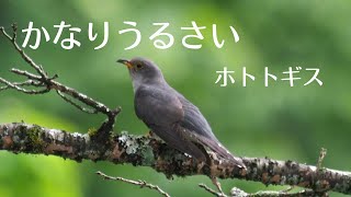 東京都内で鳴き叫ぶホトトギスの鳴き声