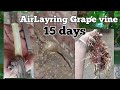 Air layering on Grapes vine 💯 % Result in 15 days