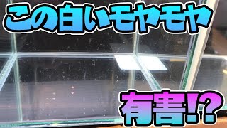 【原因と対策】ベタ飼育していたらでてくる白いモヤモヤって何？