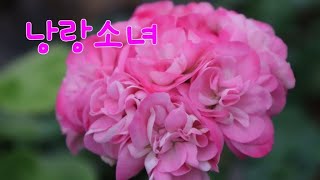 #마샤네제라늄 #제라늄#인천#gardening