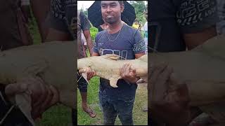 Fishing in Tista