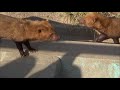 ヤブイヌ達。京都市動物園ヤブイヌbush dog kyoto city zoo